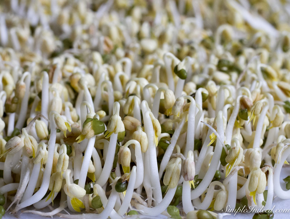 Mung bean sprouts