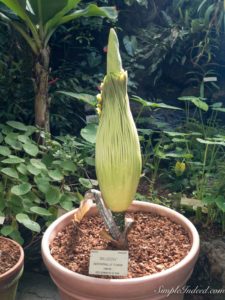 Maladora the corpse flower