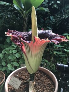 Maladora the corpse flower